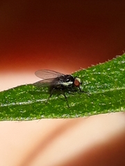 Calycomyza malvae