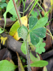 Trifolium stellatum