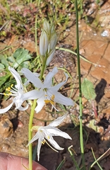 Anthericum baeticum image