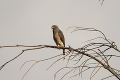 Rupornis magnirostris