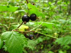 Ribes pauciflorum