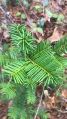 Taxus canadensis