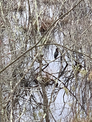 Green Heron photographed in Connecticut