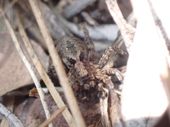 Alopecosa albofasciata
