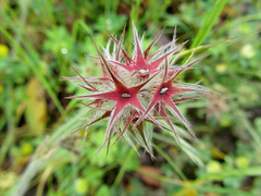 Trifolium stellatum