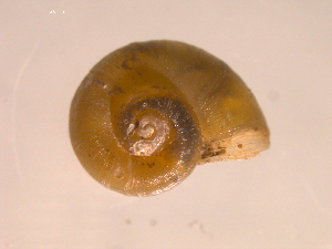 Northern Valve Snail