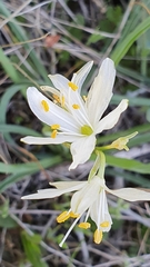 Anthericum baeticum image