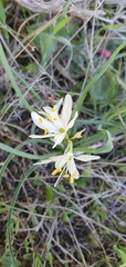 Anthericum baeticum image