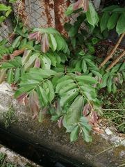 Averrhoa bilimbi