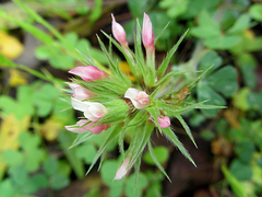 Trifolium stellatum