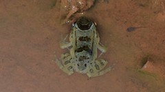 Leptodactylus knudseni