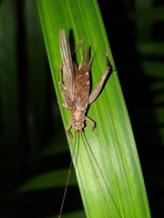 Madasumma