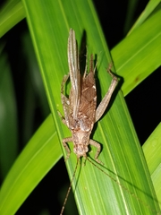 Madasumma