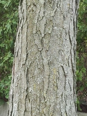 Ulmus rubra