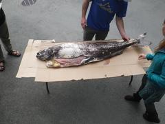 Icosteus aenigmaticus