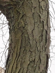 Ulmus rubra