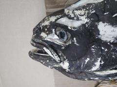 Icosteus aenigmaticus