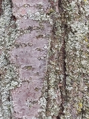 Ulmus rubra