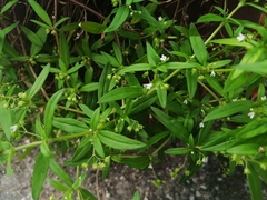 Scleromitrion diffusum