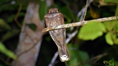 Nyctiphrynus ocellatus