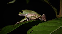 Phyllomedusa tarsius