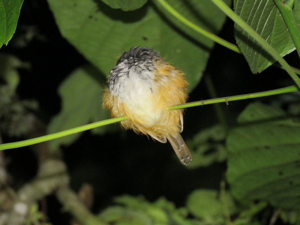 Peruvian Antwarbler