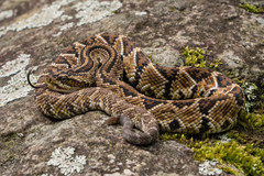 Crotalus