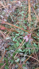 Vaccinium crassifolium
