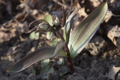 Fritillaria stenanthera