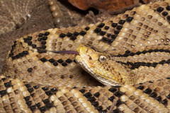 Crotalus culminatus