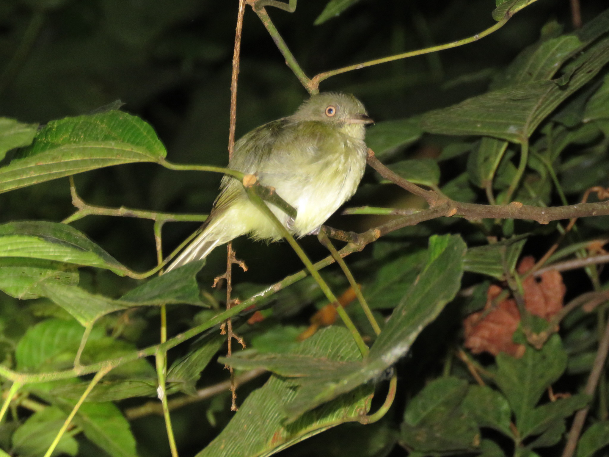 Sulphur-bellied Tyrant-Manakin (Neopelma sulphureiventer), photo 7