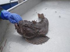 Hemitripterus bolini