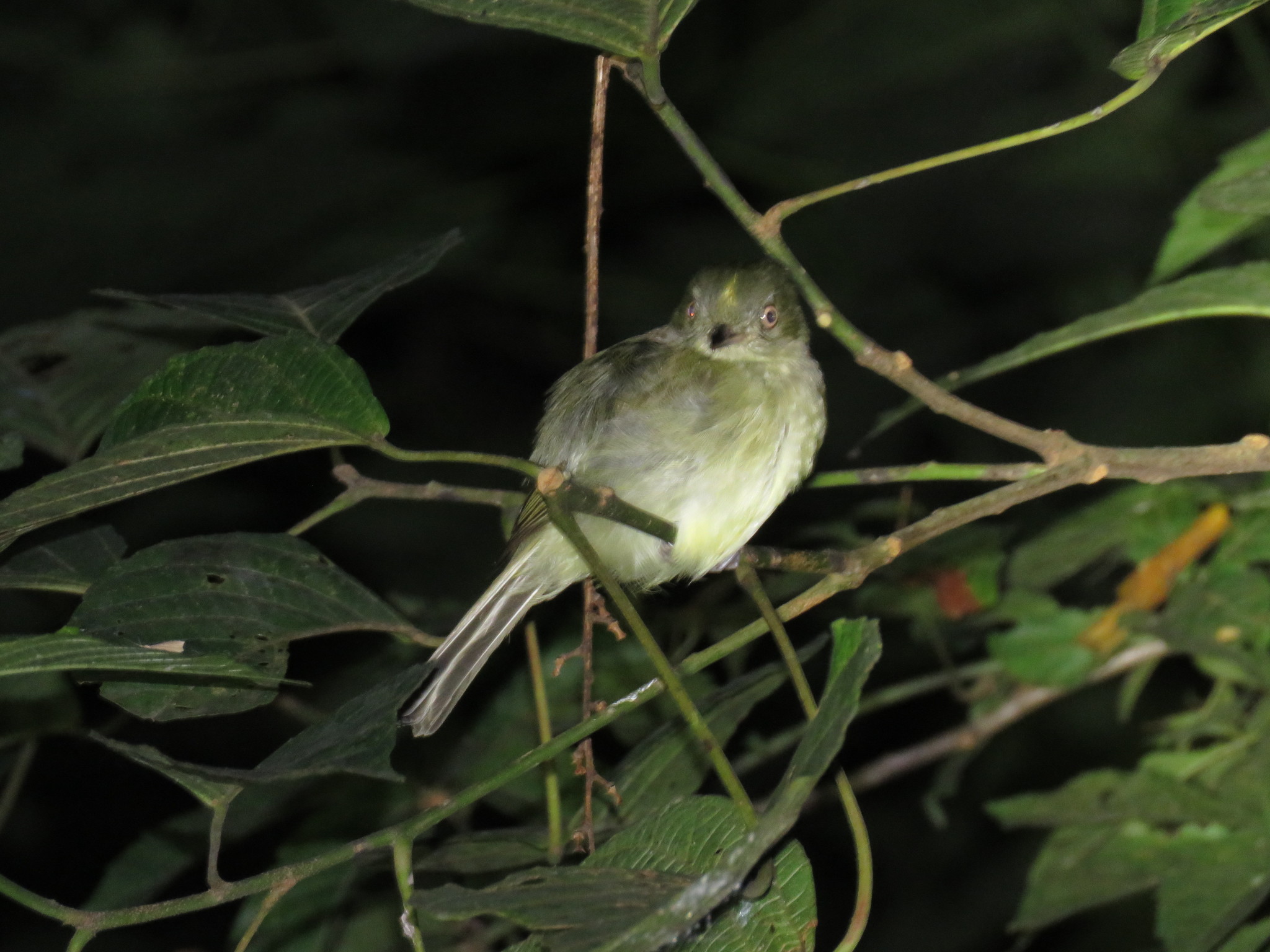 Sulphur-bellied Tyrant-Manakin (Neopelma sulphureiventer), photo 8