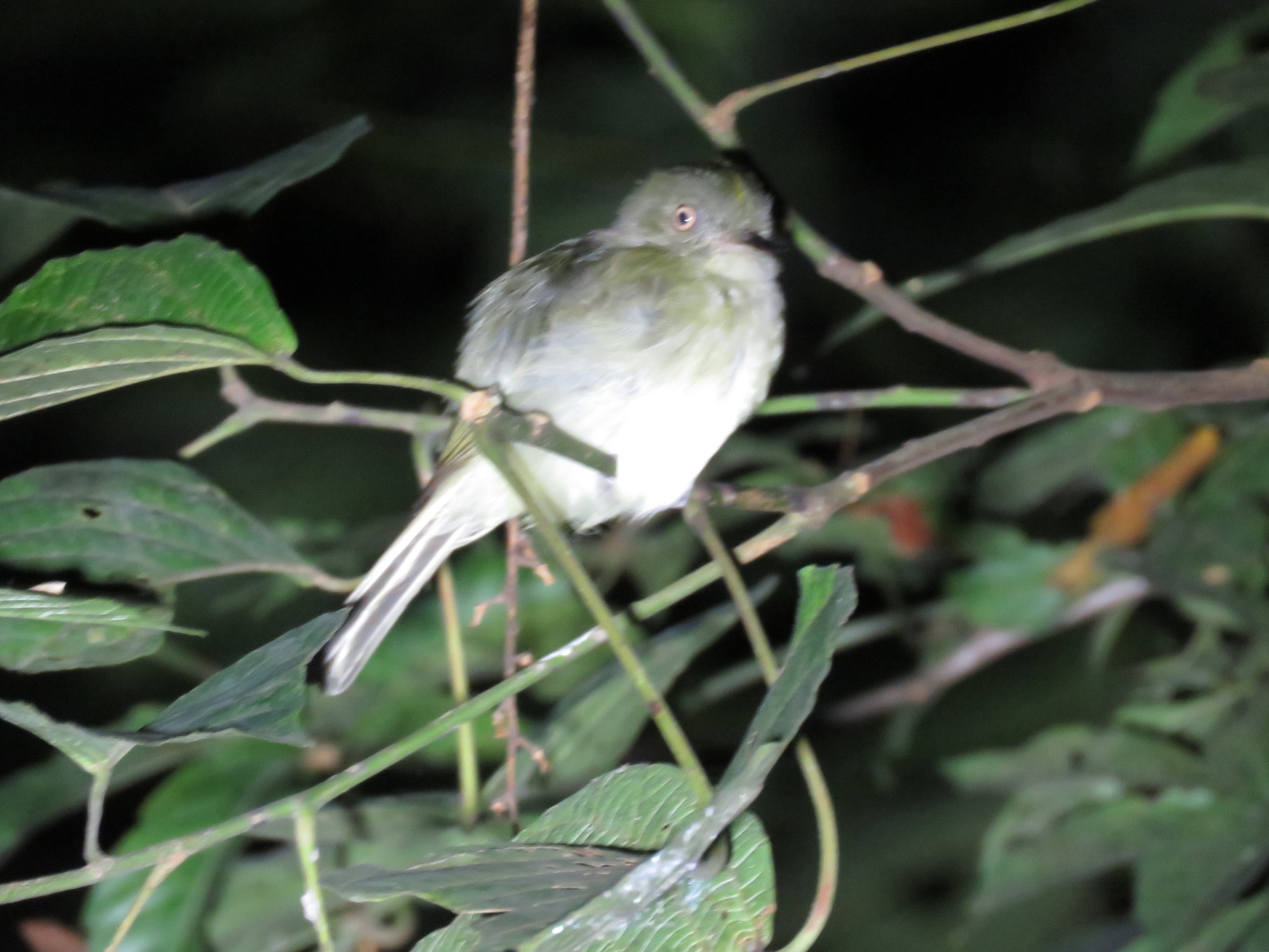 Sulphur-bellied Tyrant-Manakin (Neopelma sulphureiventer), photo 9