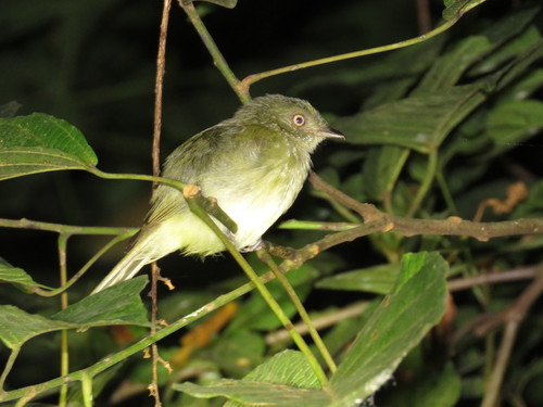 Sulphur-bellied Tyrant-Manakin (Neopelma sulphureiventer), photo 10