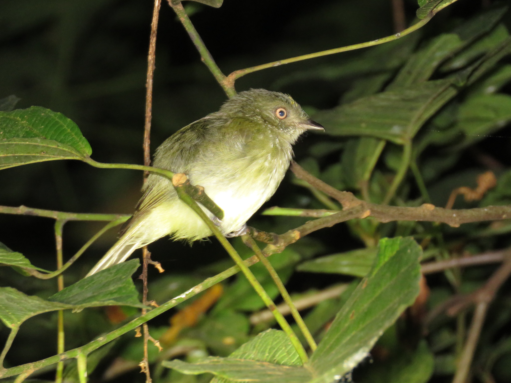 Sulphur-bellied Tyrant-Manakin (Neopelma sulphureiventer), photo 10