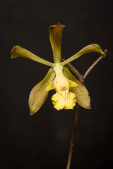 Encyclia adenocarpa
