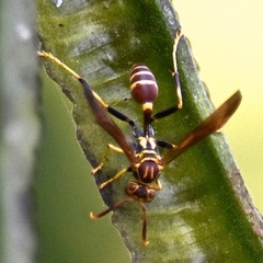 Mischocyttarus mexicanus cubicola