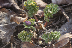 Callianthemum sajanense