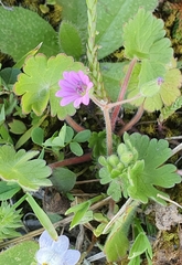 Geranium molle