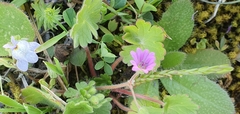 Geranium molle