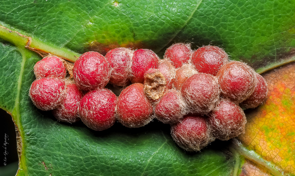 Callirhytis piperoides