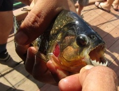 Pygocentrus nattereri