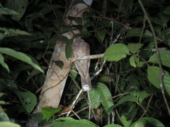 Nyctiphrynus ocellatus