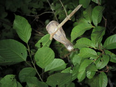 Nyctiphrynus ocellatus