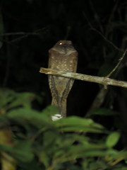 Nyctiphrynus ocellatus