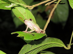 Phyllomedusa tarsius