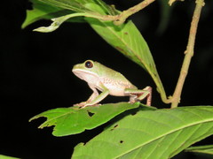 Phyllomedusa tarsius