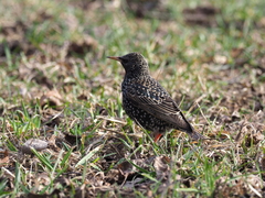 Sturnus vulgaris