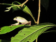 Phyllomedusa tarsius